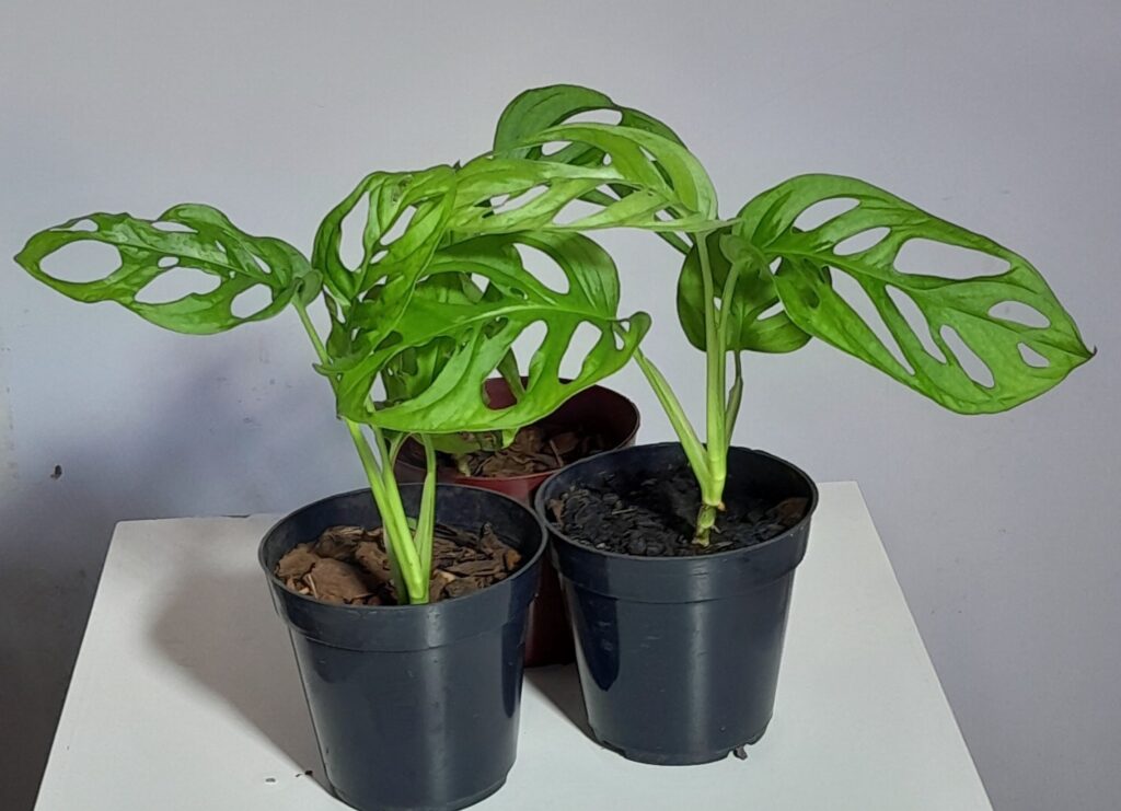 Costela-de-Eva (Monstera adansonii)