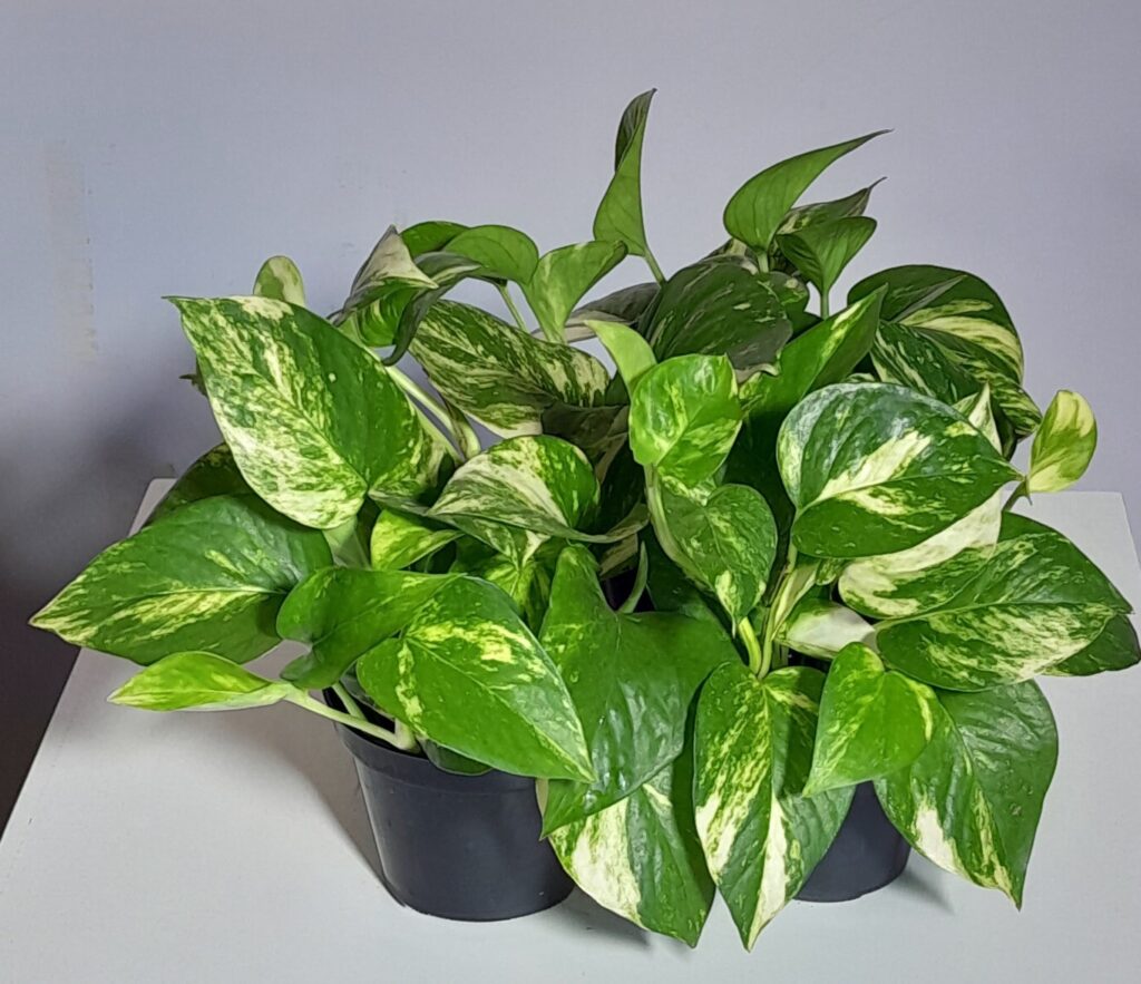 Planta Jibóia (Epipremnum aureum)
