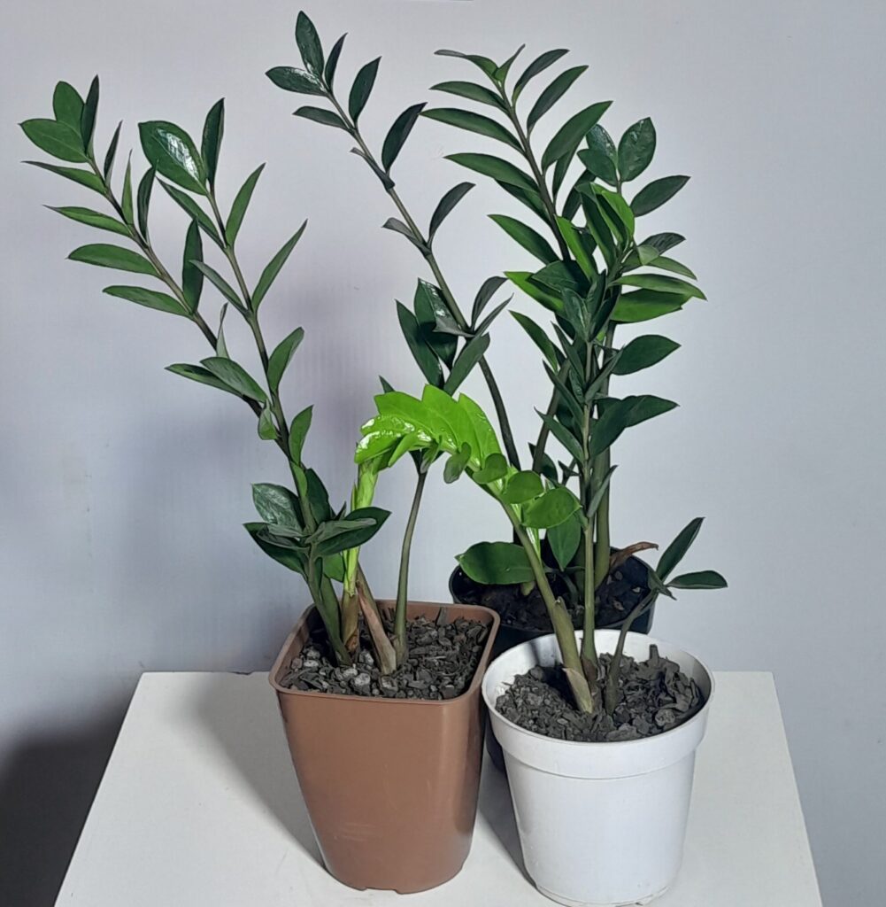 Zameoculca mini