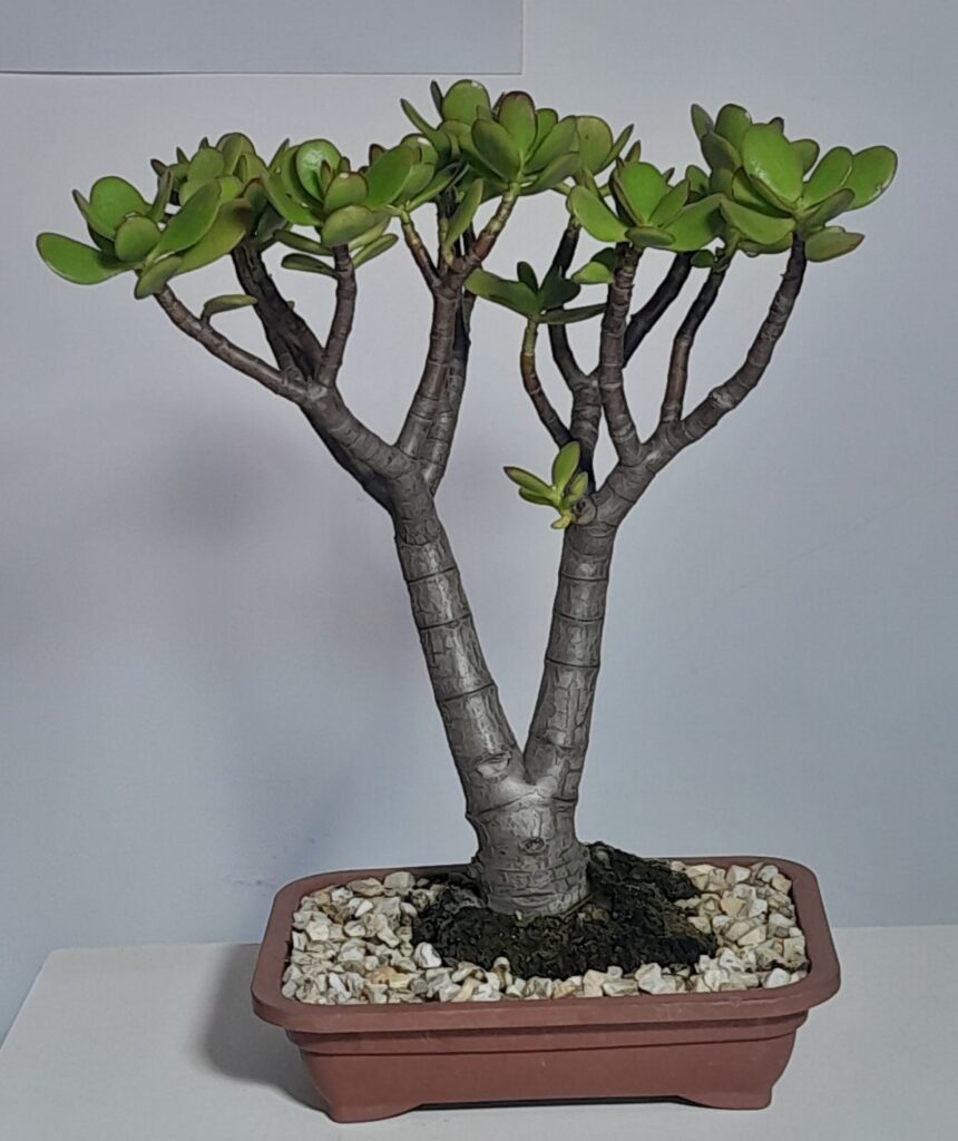 Planta Jade (Crassula Ovata)