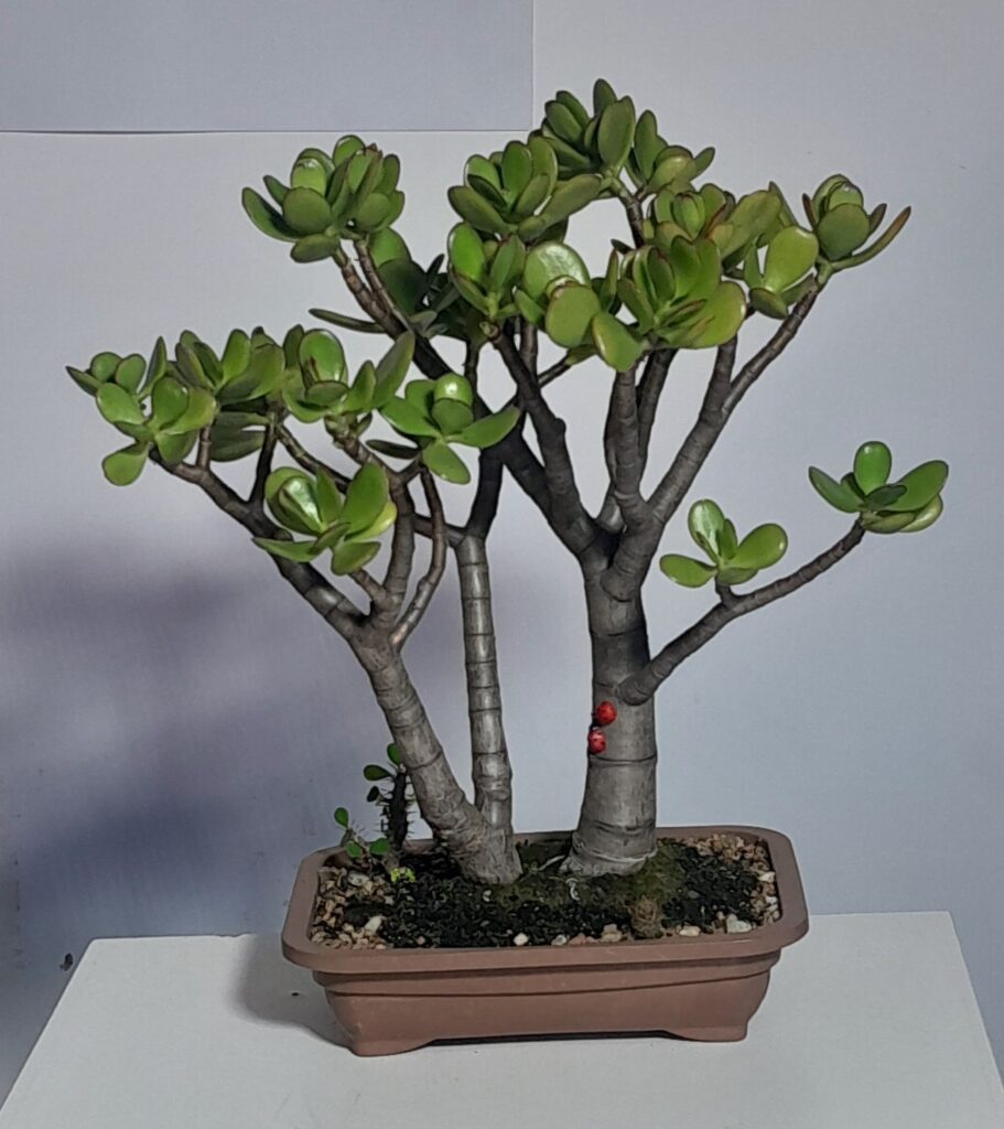Planta Jade (Crassula Ovata)