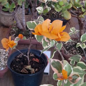 Primavera (Bougainvillea)
