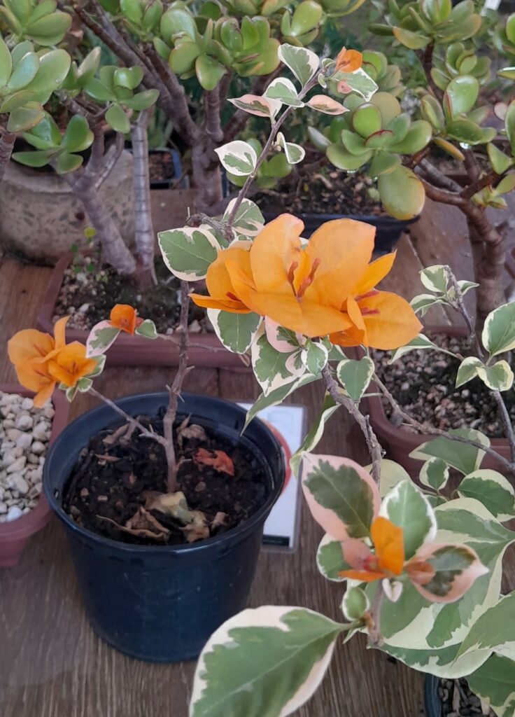 Primavera (Bougainvillea)