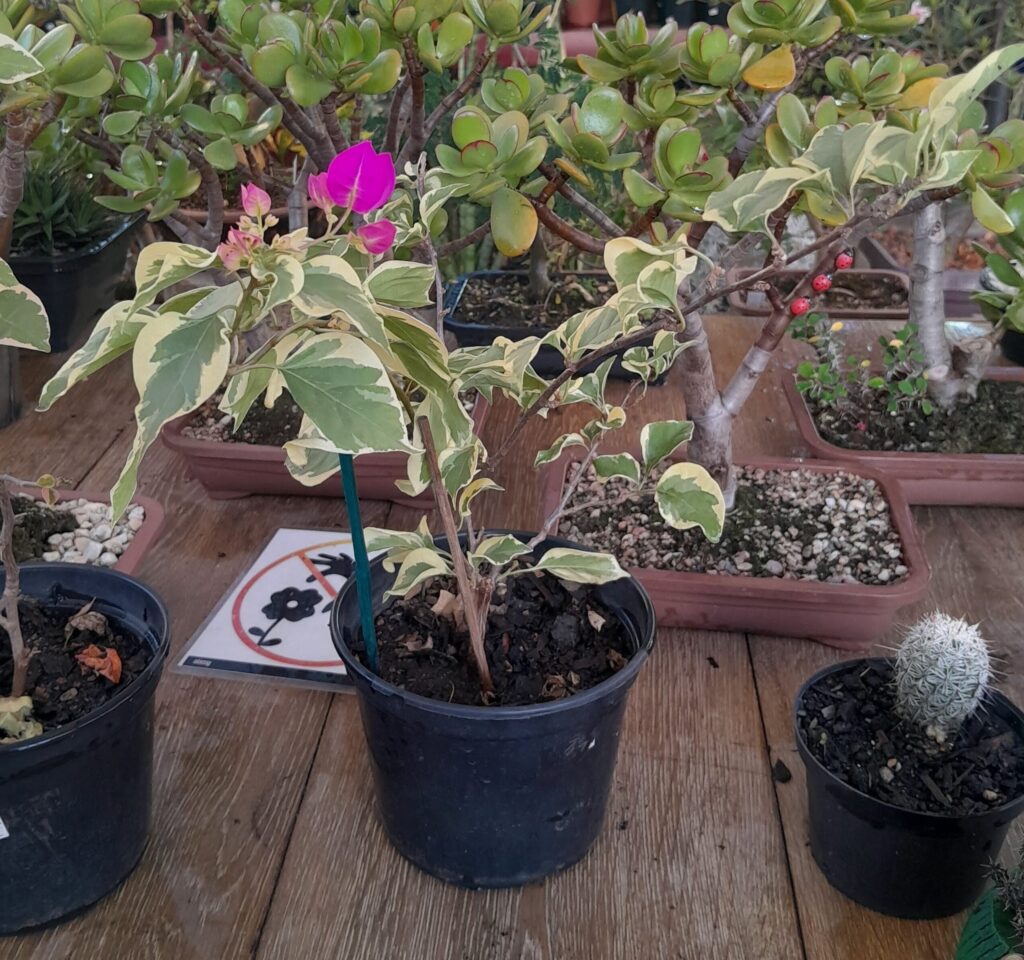 Primavera (Bougainvillea)