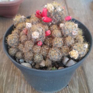 Cactos variados