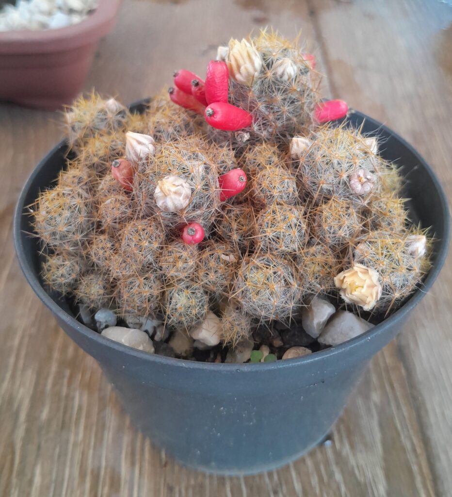 Cactos variados