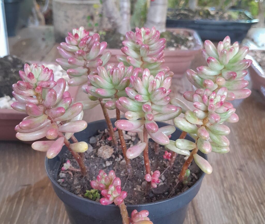Suculentas variados