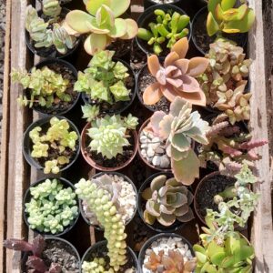 Suculentas mini