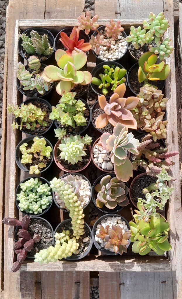 Suculentas mini